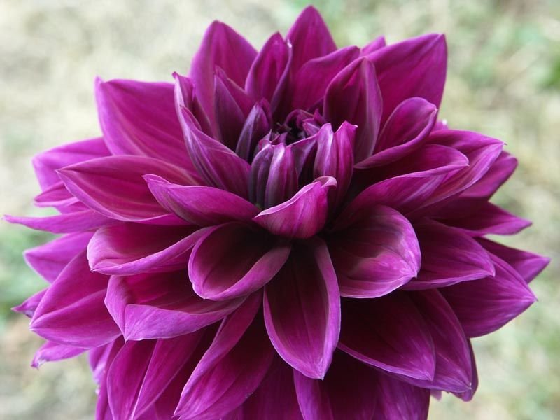 Dália 'Thomas A. Edison' (Dahlia 'Thomas A. Edison')