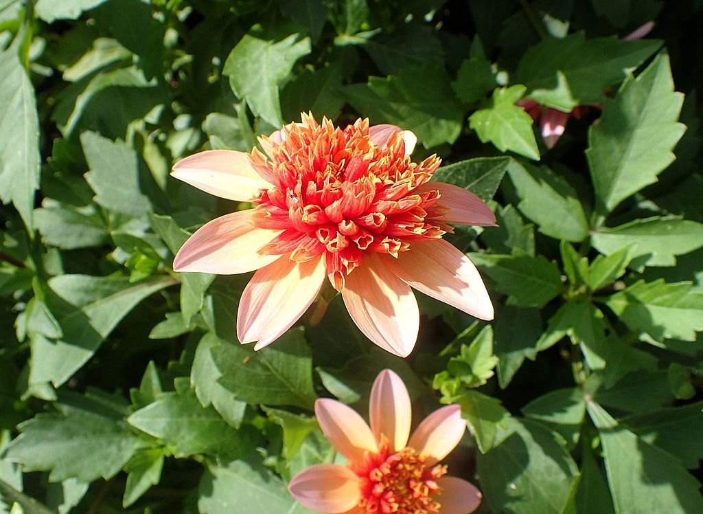 Dália 'Totally Tangerine' (Dahlia 'Totally Tangerine')