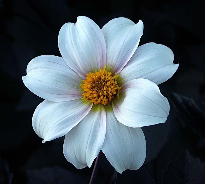 Dália 'Twyning's After Eight' (Dahlia 'Twyning's After Eight')