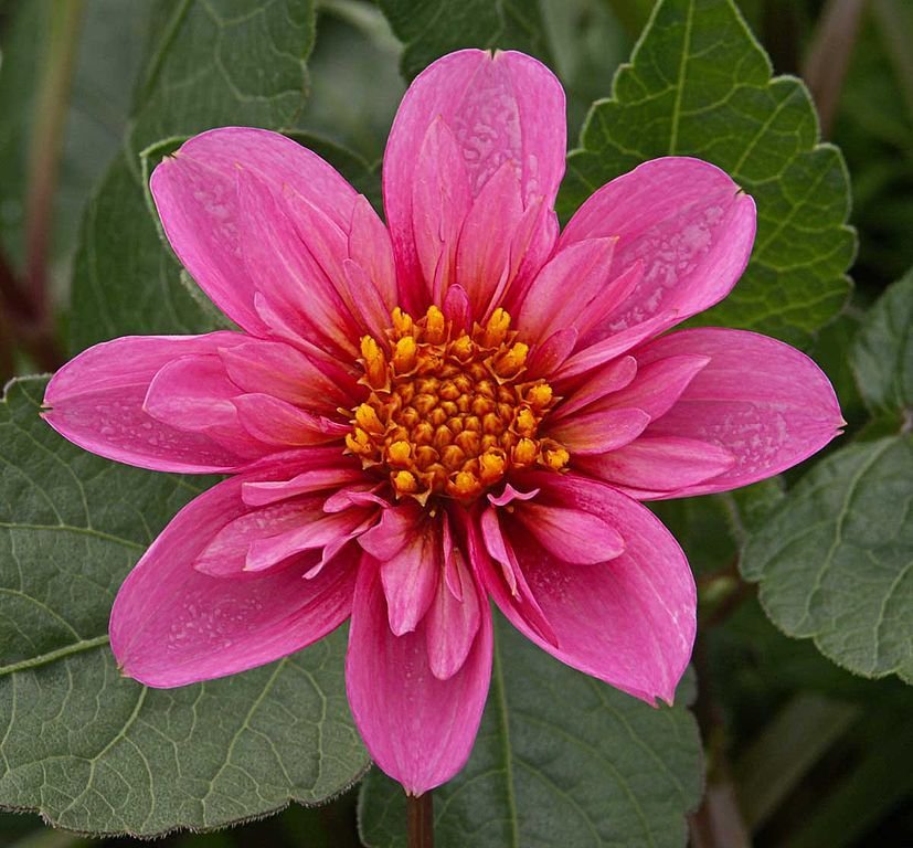 Dália 'Twyning's Pink Fish' (Dahlia 'Twyning's Pink Fish')