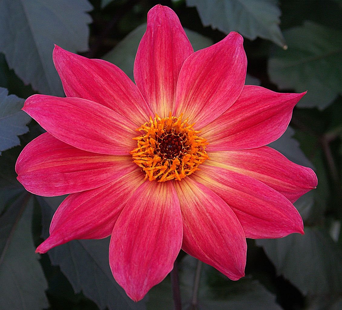 Dália 'Twyning's Revel' (Dahlia 'Twyning's Revel')