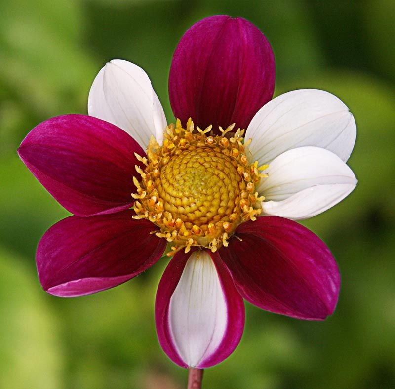 Dália 'Twyning's Smartie' (Dahlia 'Twyning's Smartie')