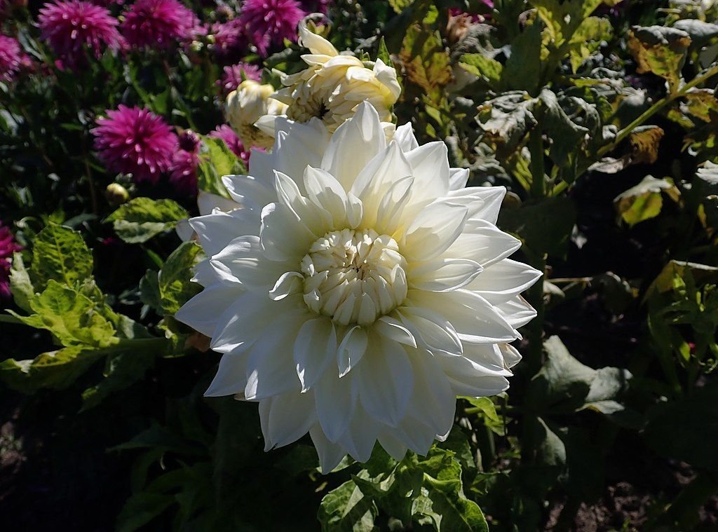Dália 'White Alva's' (Dahlia 'White Alva's')