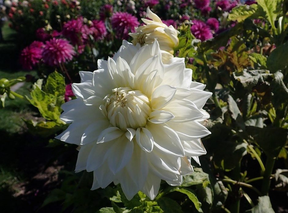 Como plantar Dália 'White Alva's' (Dahlia 'White Alva's')_1
