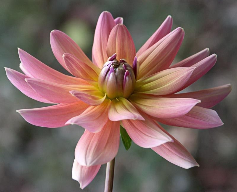 Dália 'Yelno Harmony' (Dahlia 'Yelno Harmony')