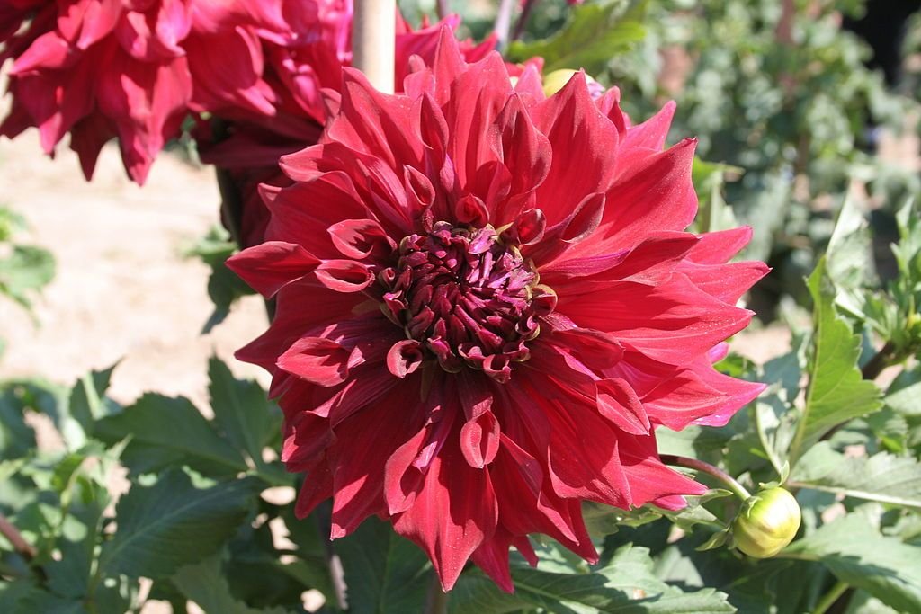 Dália 'Zorro' (Dahlia 'Zorro')