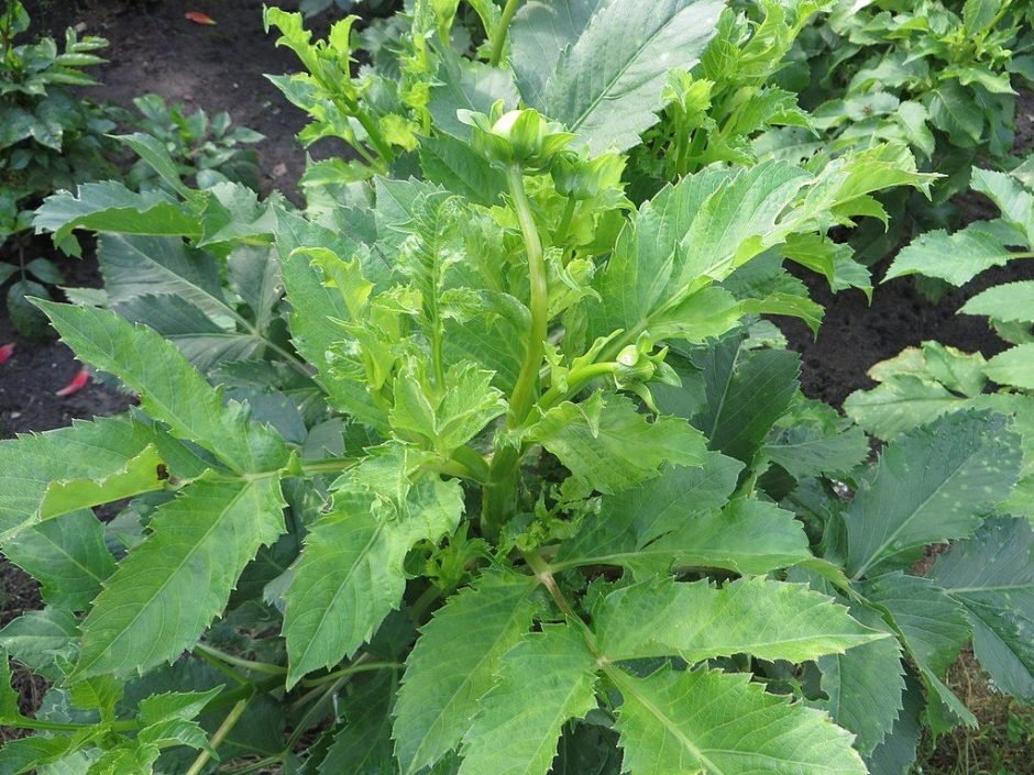 Como plantar Dália 'Zorro' (Dahlia 'Zorro')_1