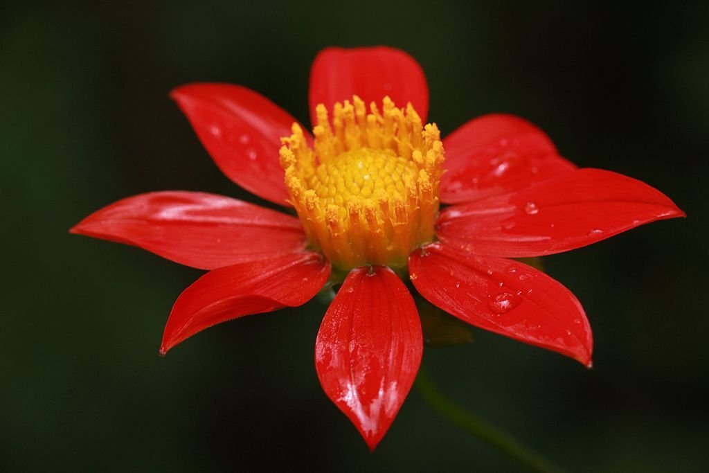 Dália escarlate (Dahlia coccinea)