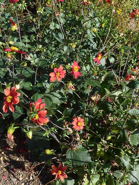 Como plantar Dália escarlate (Dahlia coccinea)_1