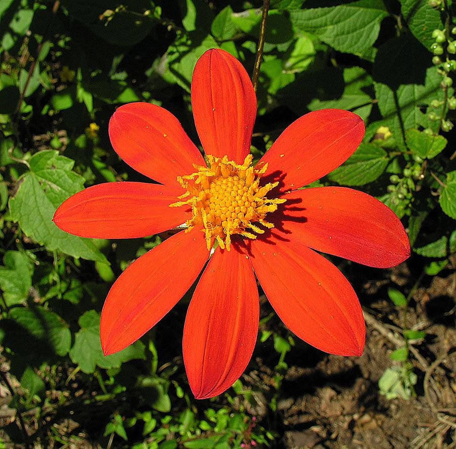 Onde plantar Dália escarlate (Dahlia coccinea)_2