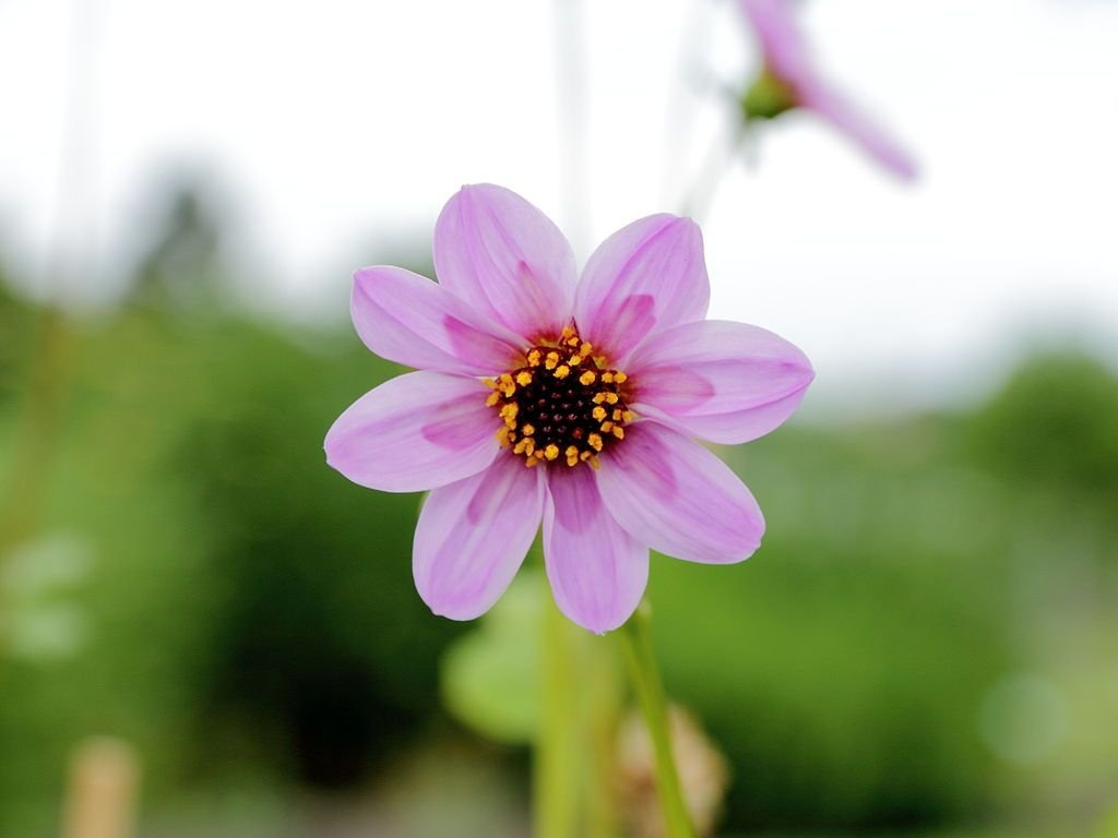 Dália merckii (Dahlia merckii)