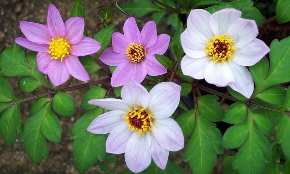 Como plantar Dália merckii (Dahlia merckii)_1