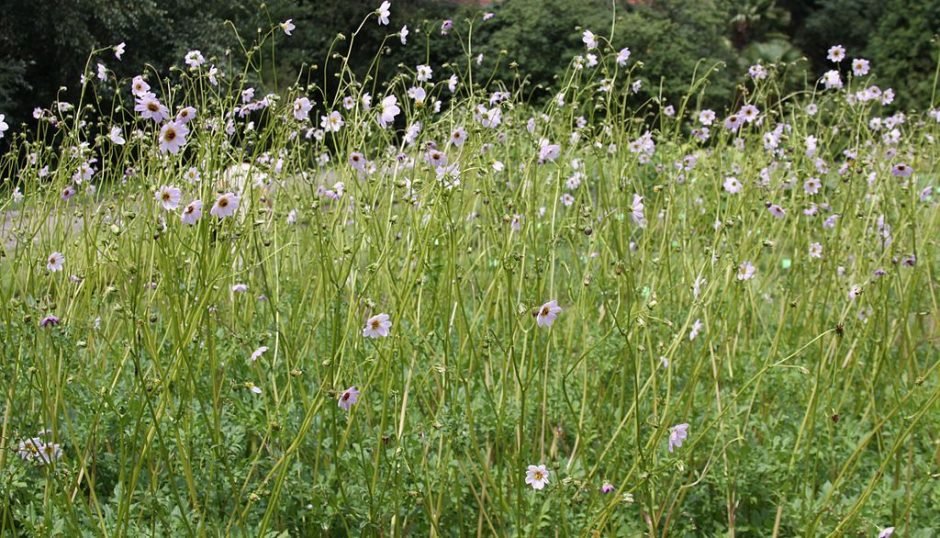 Onde plantar Dália merckii (Dahlia merckii)_2