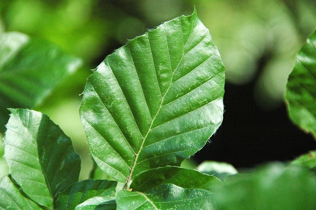 Faia 'Dawyck' (Fagus sylvatica 'Dawyck')