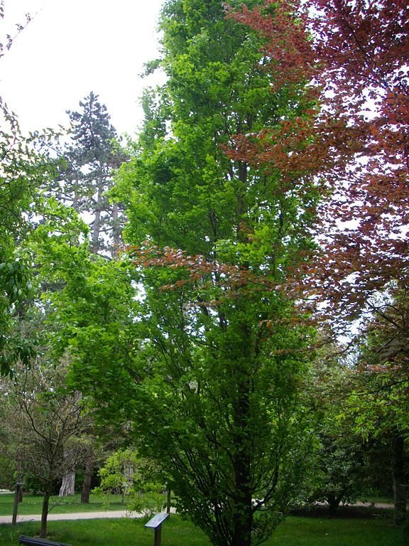 Como plantar Faia 'Dawyck' (Fagus sylvatica 'Dawyck')_1