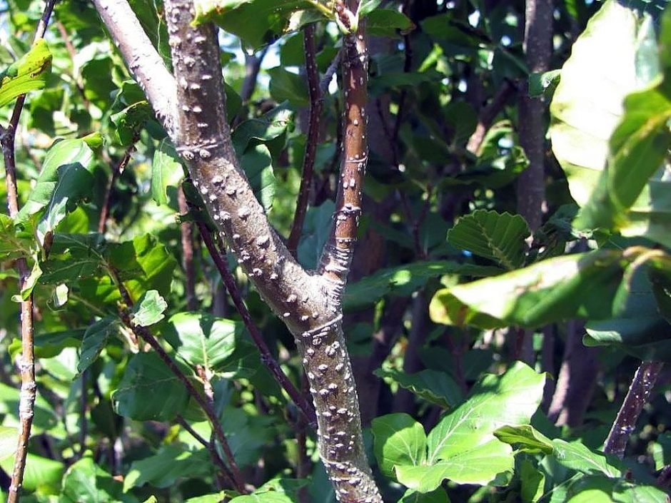 Onde plantar Faia 'Dawyck' (Fagus sylvatica 'Dawyck')_2