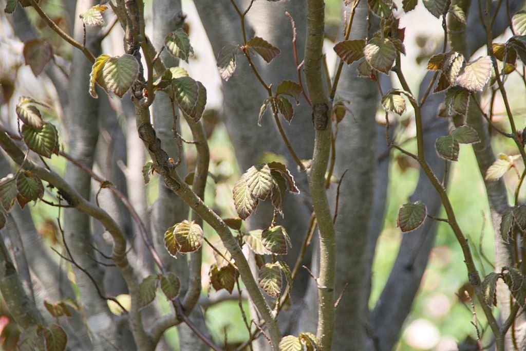 Faia 'Rohan Obelisk' (Fagus sylvatica 'Rohan Obelisk')