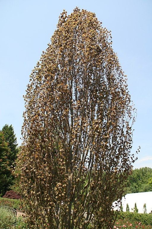 Como plantar Faia 'Rohan Obelisk' (Fagus sylvatica 'Rohan Obelisk')_1