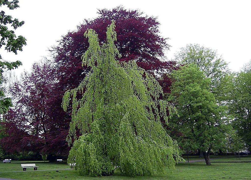 Faia chorona (Fagus sylvatica 'Pendula')
