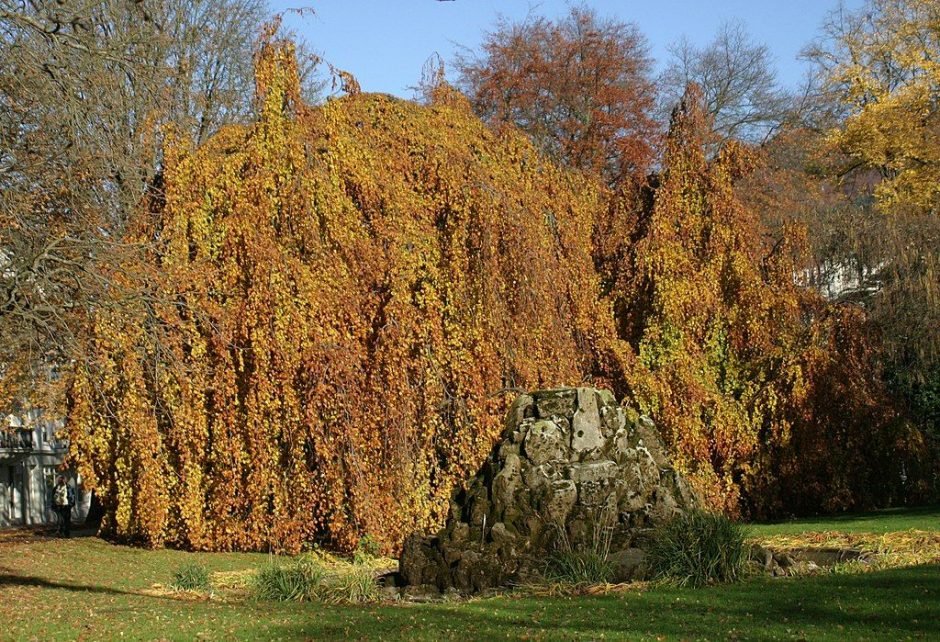 Como plantar Faia chorona (Fagus sylvatica 'Pendula')_1