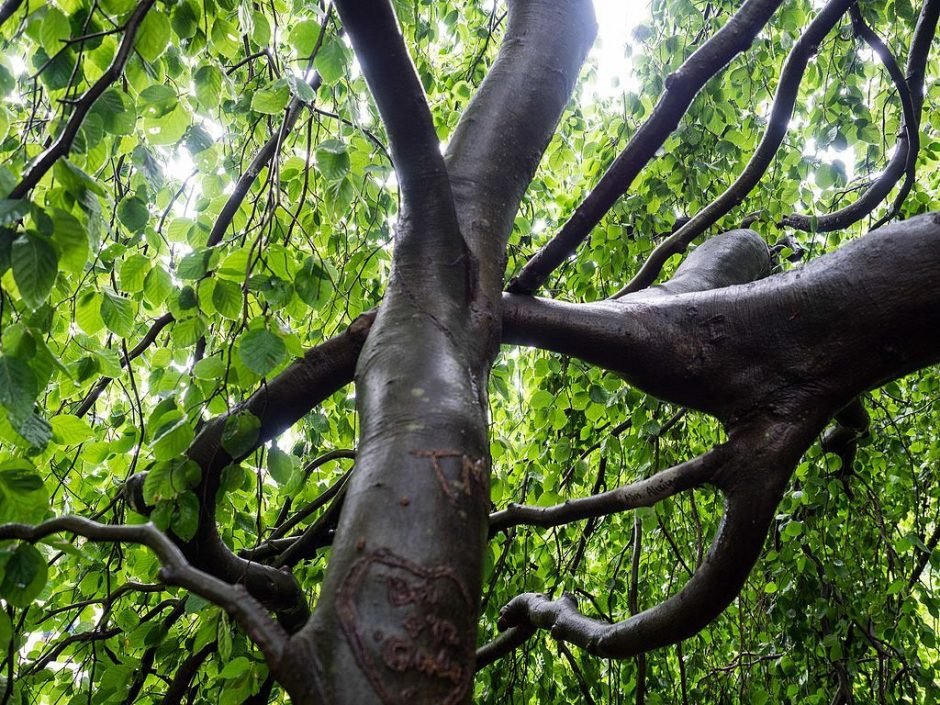 Onde plantar Faia chorona (Fagus sylvatica 'Pendula')_2