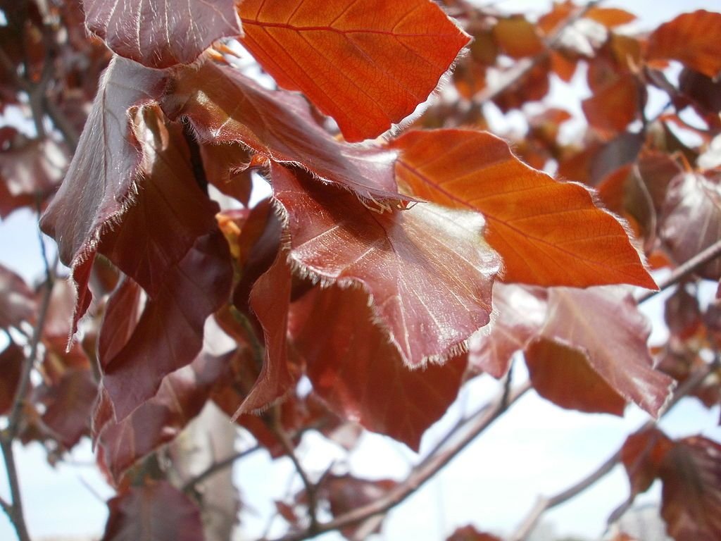 Faia-de-cobre (Fagus sylvatica 'atropurpurea')