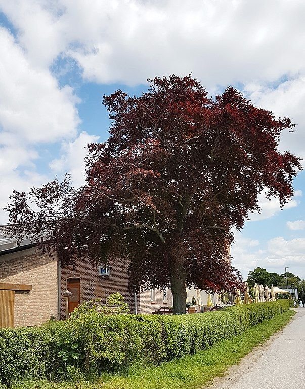 Como plantar Faia-de-cobre (Fagus sylvatica 'atropurpurea')_1