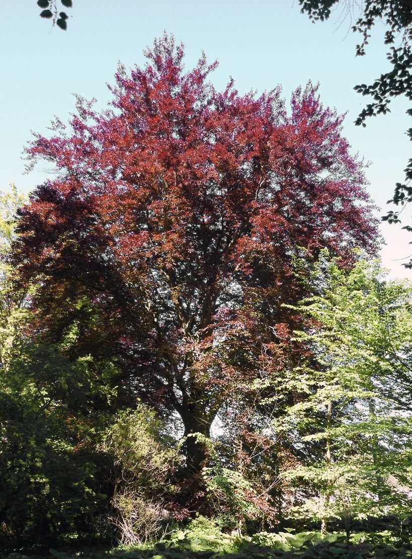 Onde plantar Faia-de-cobre (Fagus sylvatica 'atropurpurea')_2