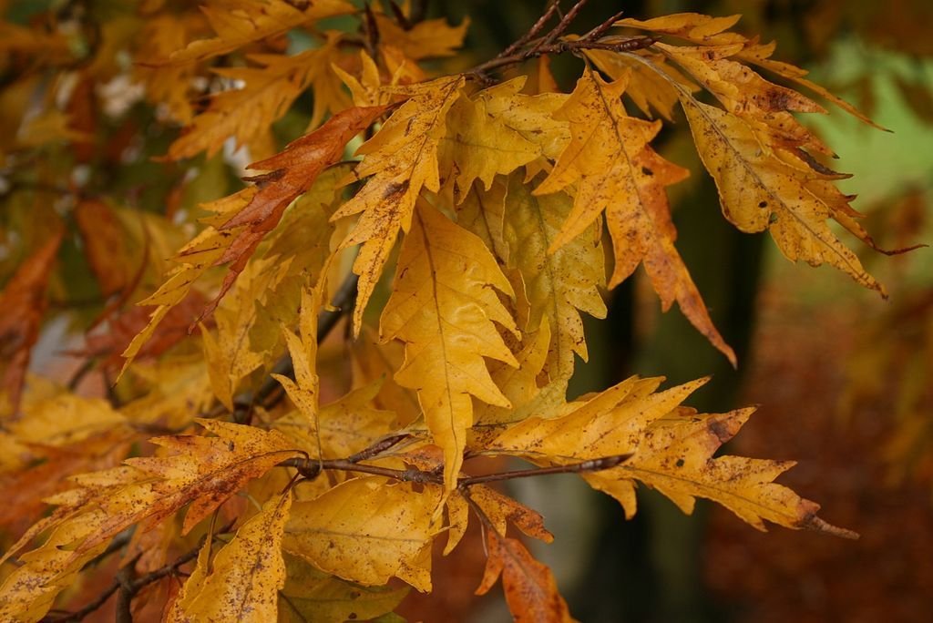 Faia folha de feto (Fagus sylvatica var. heterophylla 'Aspleniifolia')