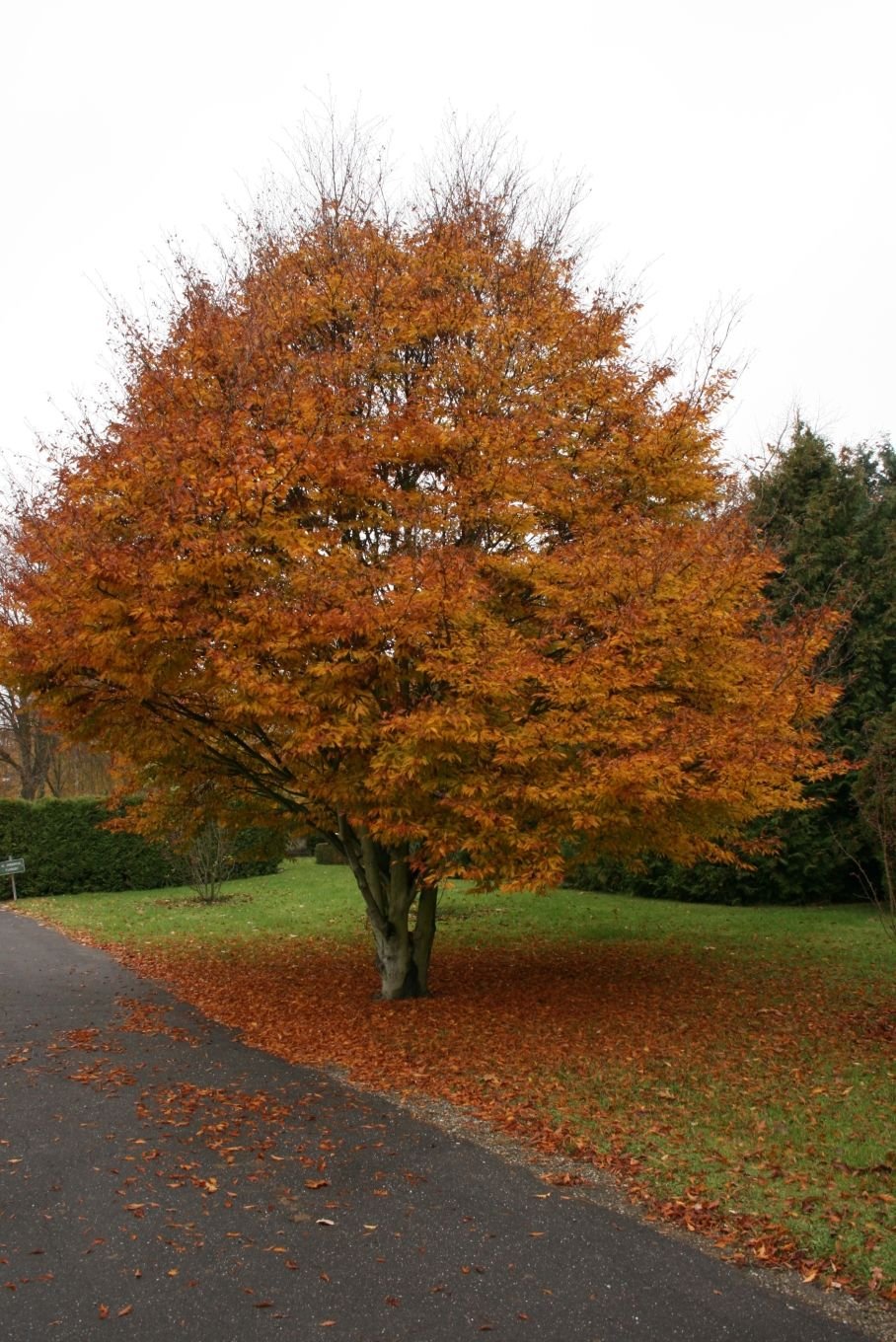 Como plantar Faia folha de feto (Fagus sylvatica var. heterophylla 'Aspleniifolia')_1