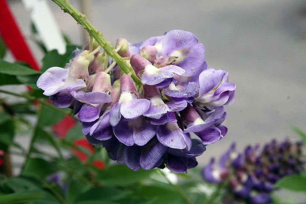 Glicínia 'Amethyst Falls' (Wisteria frutescens 'Amethyst Falls')