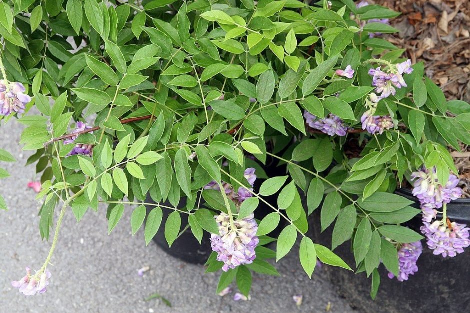 Como plantar Glicínia 'Amethyst Falls' (Wisteria frutescens 'Amethyst Falls')_1