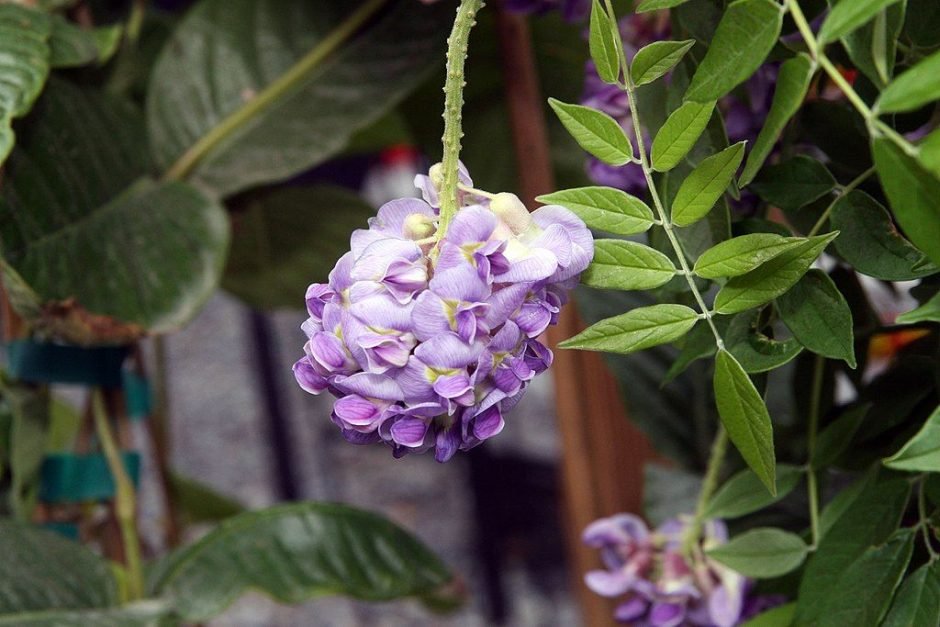 Onde plantar Glicínia 'Amethyst Falls' (Wisteria frutescens 'Amethyst Falls')_2