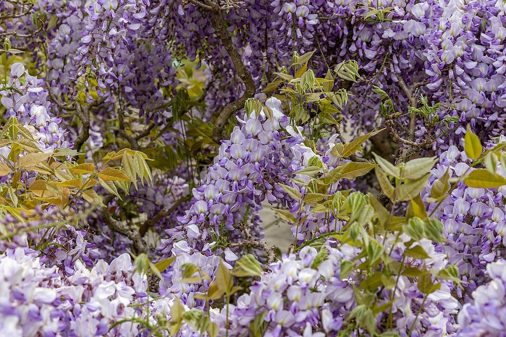 Glicínia chinesa (Wisteria sinensis)