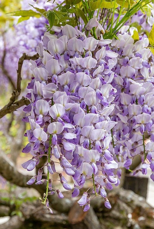 Como plantar Glicínia chinesa (Wisteria sinensis)_1