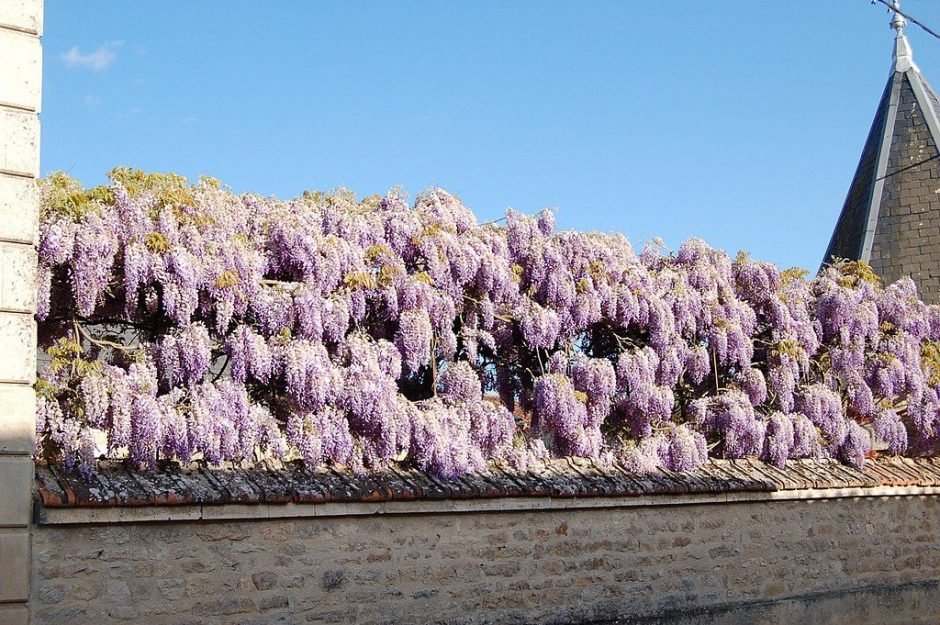 Onde plantar Glicínia chinesa (Wisteria sinensis)_2