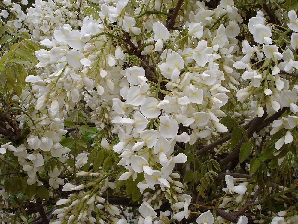 Glicínia chinesa alba (Wisteria sinensis var. sinensis f. alba)