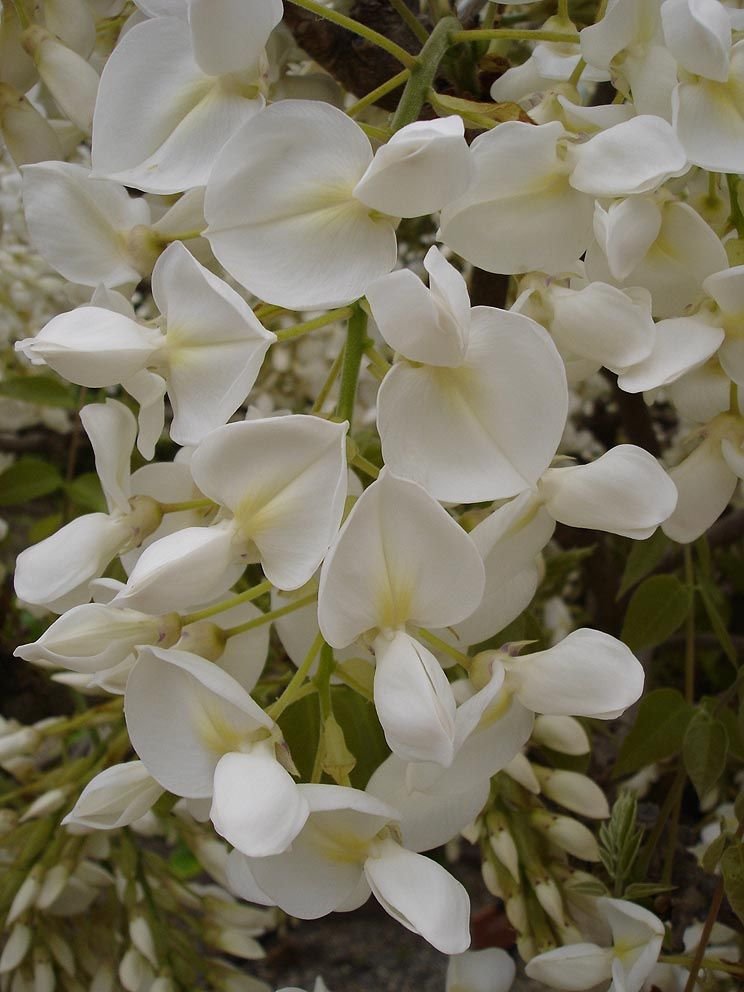 Como plantar Glicínia chinesa alba (Wisteria sinensis var. sinensis f. alba)_1