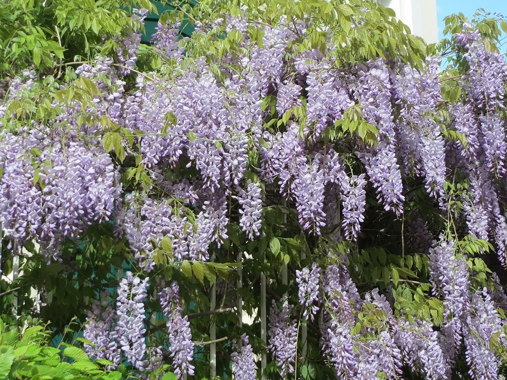 Glicínia japonesa (Wisteria floribunda)