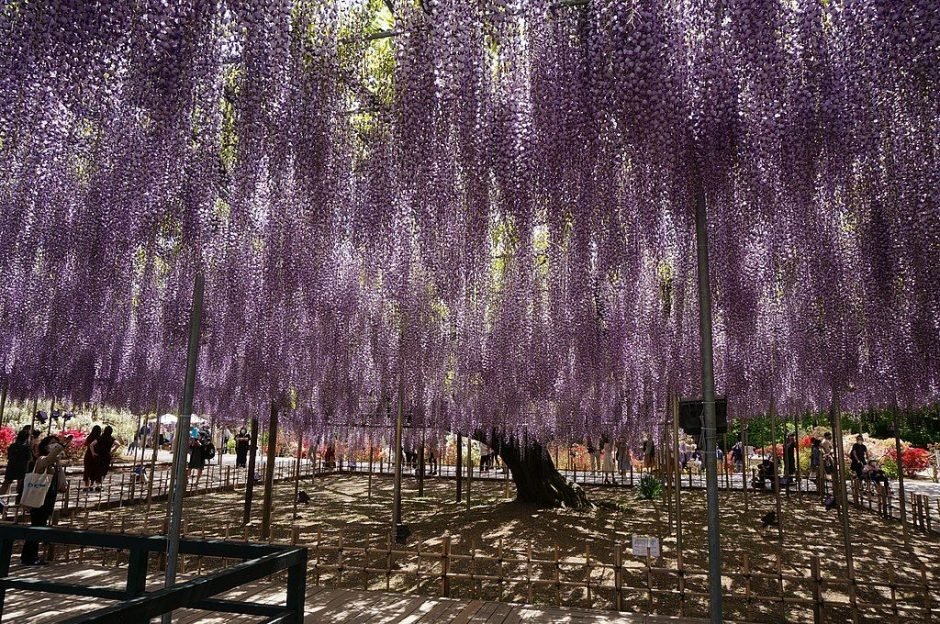 Como plantar Glicínia japonesa (Wisteria floribunda)_1