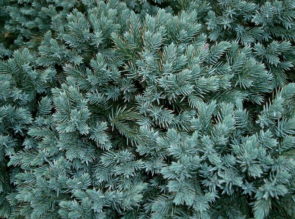 Junípero 'Blue Star' (Juniperus squamata 'Blue Star')