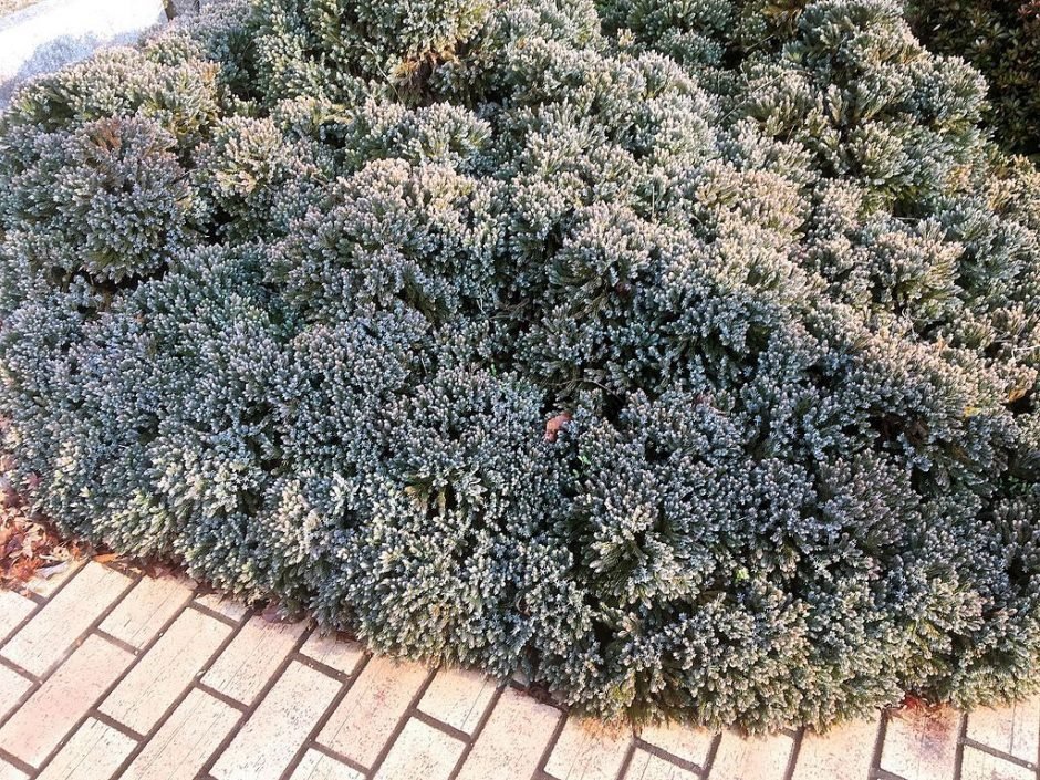 Como plantar Junípero 'Blue Star' (Juniperus squamata 'Blue Star')_1