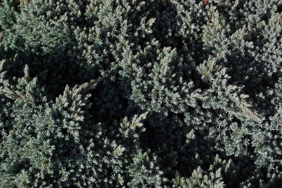 Onde plantar Junípero 'Blue Star' (Juniperus squamata 'Blue Star')_2