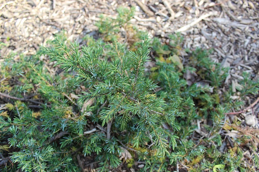 Junípero 'Green carpet' (Juniperus communis 'Green Carpet')