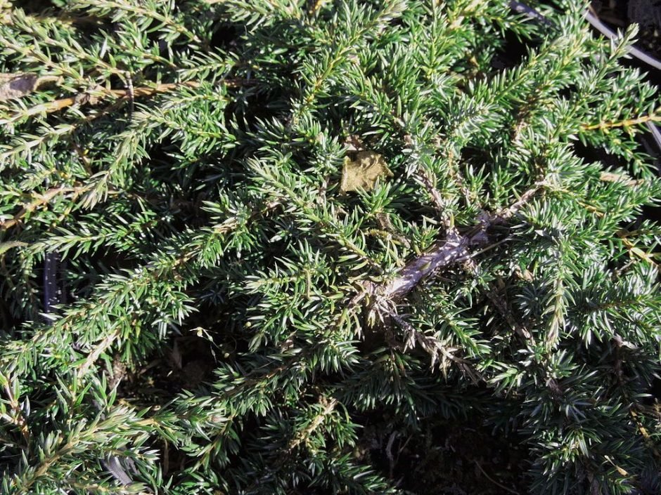 Como plantar Junípero 'Green carpet' (Juniperus communis 'Green Carpet')_1