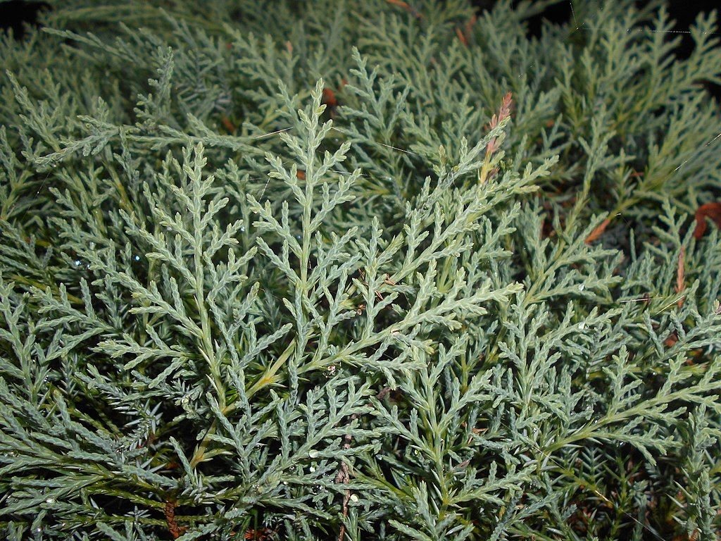 Junípero 'Grey Owl' (Juniperus 'Grey Owl')