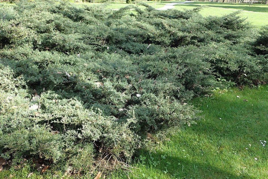 Como plantar Junípero 'Grey Owl' (Juniperus 'Grey Owl')_1
