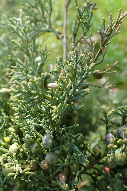 Onde plantar Junípero 'Grey Owl' (Juniperus 'Grey Owl')_2