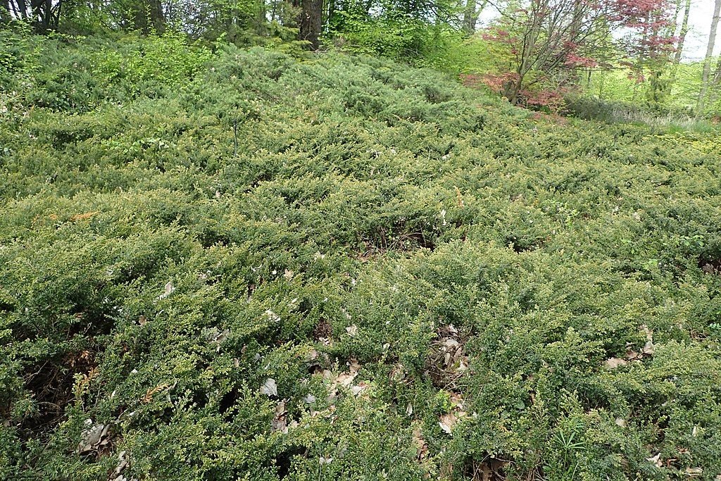 Junípero 'Repanda' (Juniperus communis 'Repanda')