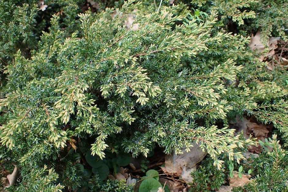 Como plantar Junípero 'Repanda' (Juniperus communis 'Repanda')_1